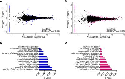 Lack of placental neurosteroid alters cortical development and female somatosensory function